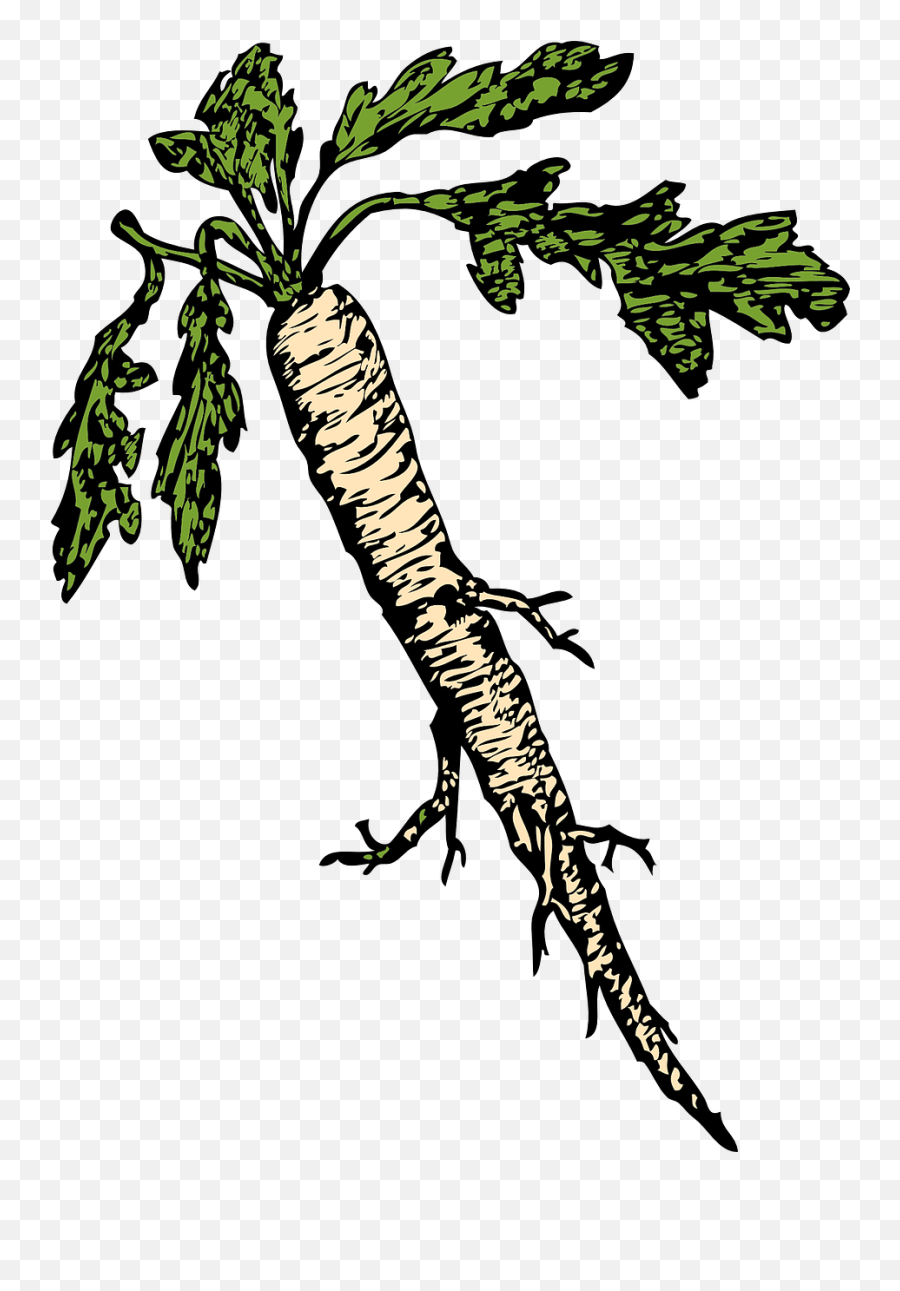 Horseradish Root Vegetable Food Edible - Horseradish Clipart Emoji,Bean Sprout Emoji
