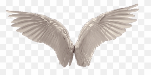 Wings Favourites - Angel Wings No Background Emoji,Angel Wings Emoji