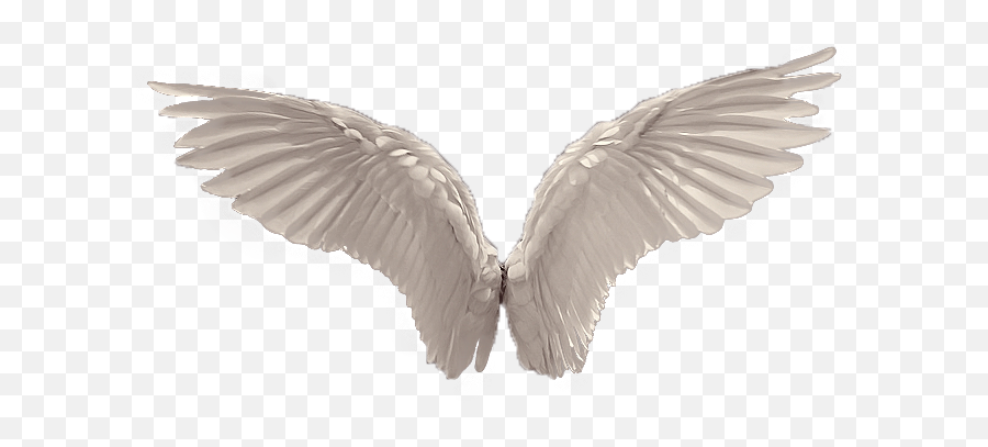 Wings Favourites - Angel Wings No Background Emoji,Angel Wings Emoji