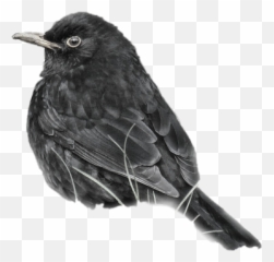 Freetoedit Sticker By Aline - American Crow Emoji,Oriole Emoji