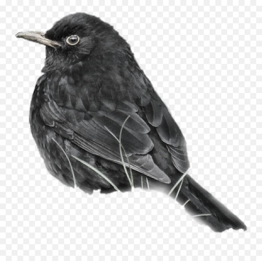 Freetoedit Sticker By Aline - American Crow Emoji,Oriole Emoji