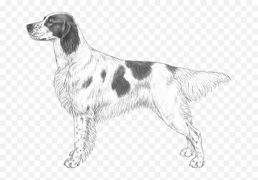 Topics For Breeders - Hot Topics Dogwellnetcom Small Munsterlander Drawing Emoji,Scottish Terrier Emoji