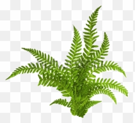 Largest Collection of Free - toEdit Stickers PicsArt Fern Transparent Background Emoji