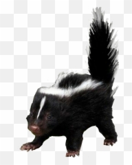 Skunk - Striped Skunk Emoji,Skunk Emoji