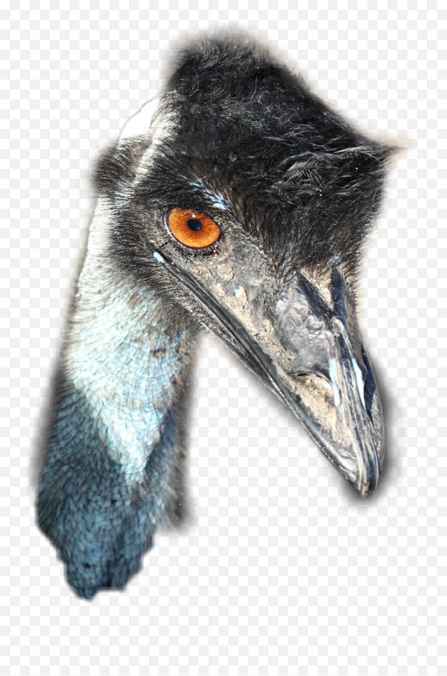 Ftestickers Bird Emu Remixit Remixed - Emu Emoji,Emu Emoji