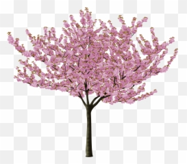 Png Format Images Of Cherry Blossom - Tree Emoji