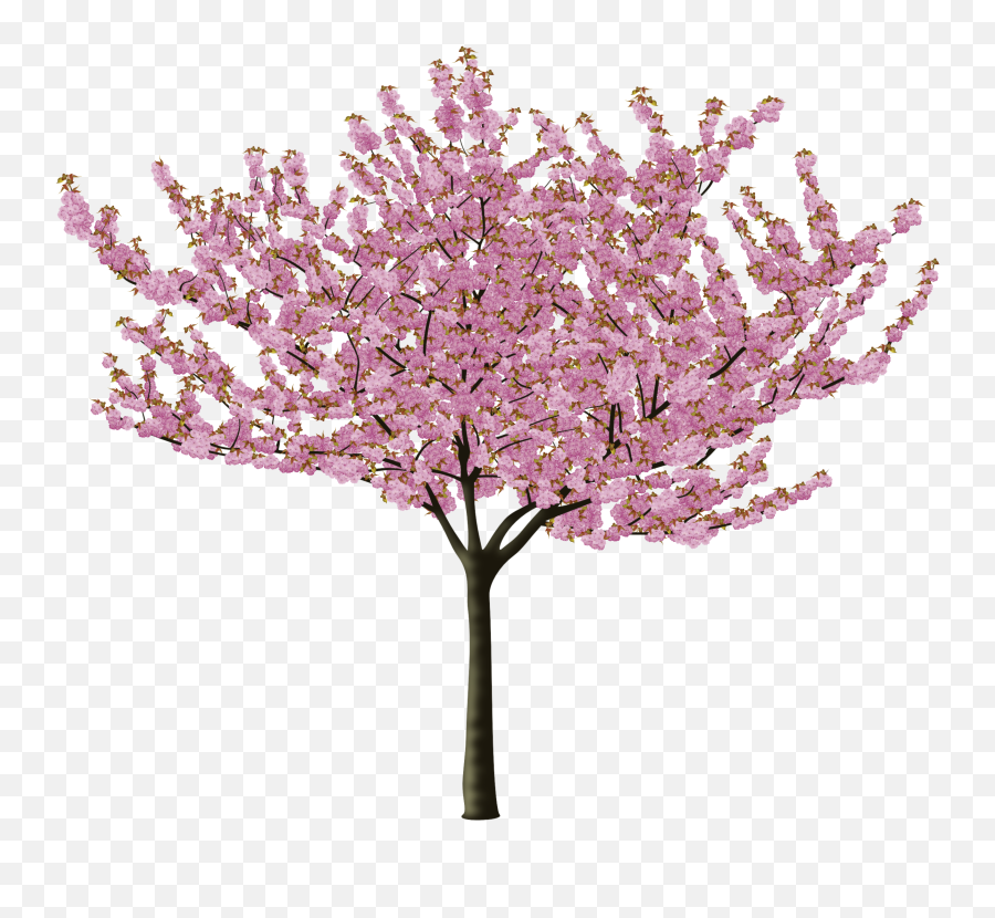 Png Format Images Of Cherry Blossom - Cherry Blossom Tree Png Emoji,Cherry Blossom Emoji Png
