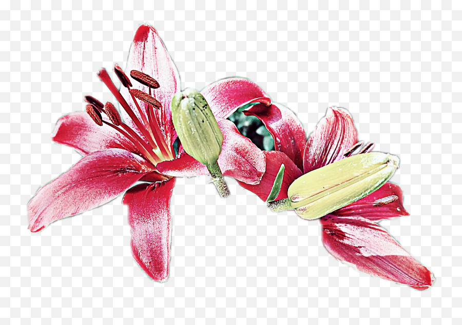 Flower Fiore Giglio Lilium - Tiger Lily Emoji,Lily Flower Emoji
