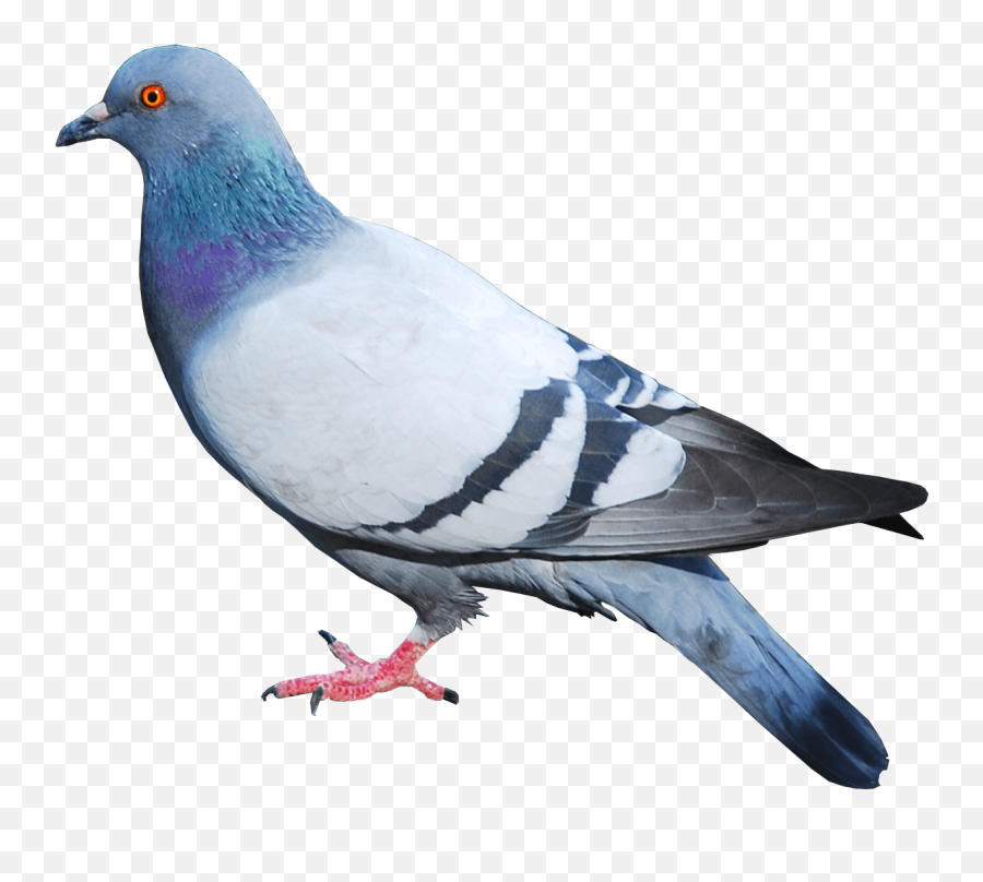 Download Pigeon Png Image Hq Png Image - Birds Work The Bourgeoisie Quote Emoji,Dove Emoji Keyboard