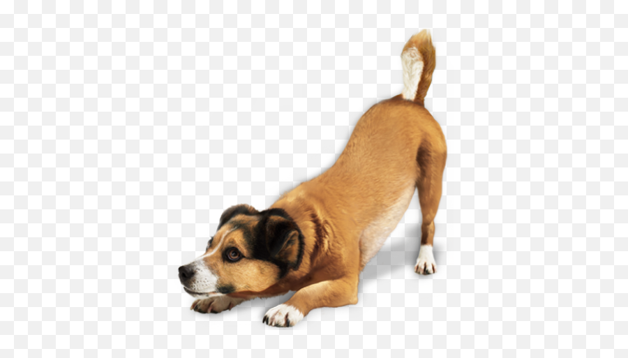 Dog Png And Vectors For Free Download - Transparent Background Dog Png Emoji,Scottie Dog Emoji