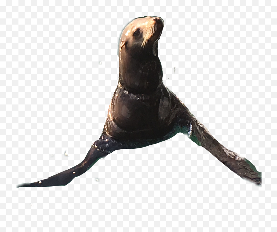 Seal Sea Ftestickers Freetoedit - California Sea Lion Emoji,Sea Lion Emoji