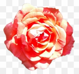 Flower Flowers Rose Red Redflower Pink - Garden Roses Emoji,Japanese Emoji Flower