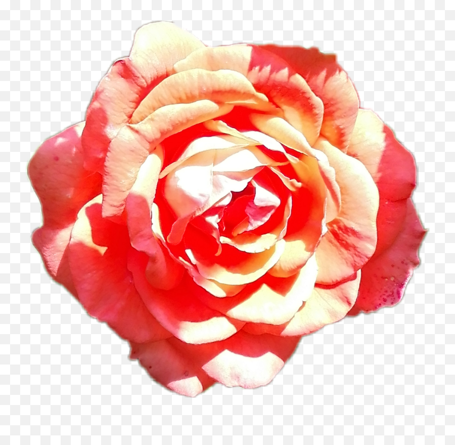 Flower Flowers Rose Red Redflower Pink - Garden Roses Emoji,Japanese Emoji Flower