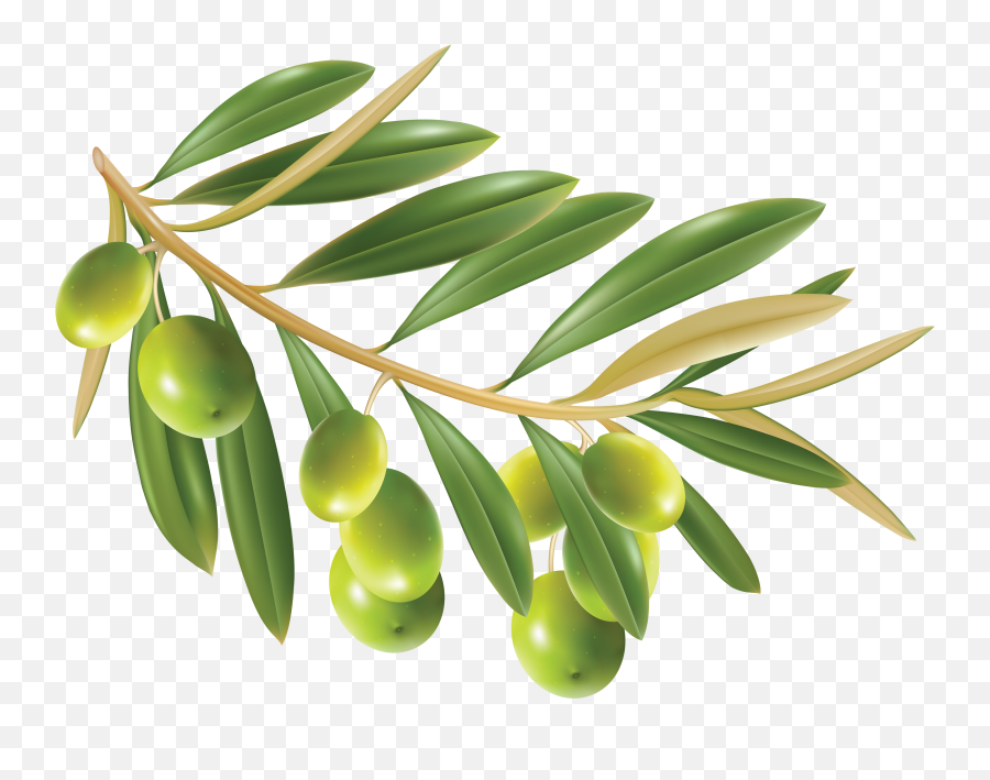 64 Olive Png Images Free To Download - Transparent Olive Leaf Png Emoji,Olive Branch Emoji