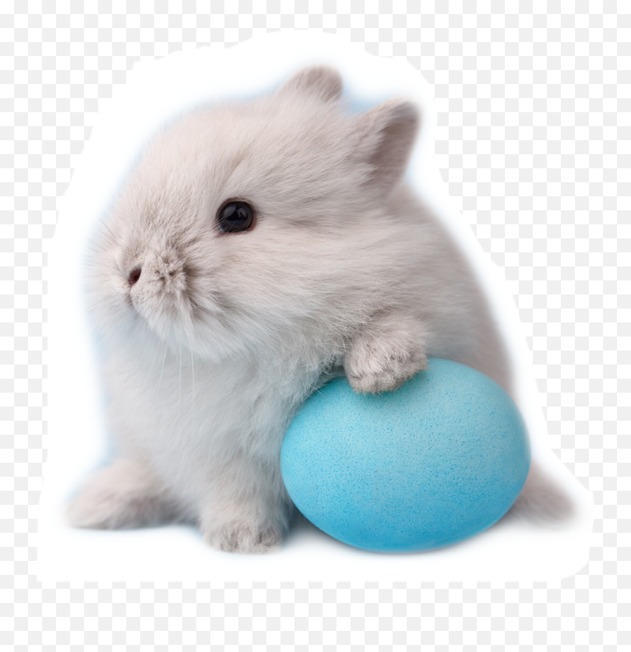 Freetoedit Bunny Easter Eggs Egghunt - Text Emoji,Rabbit Egg Emoji