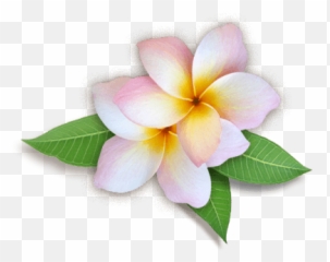 Plumeria Flowers Png Hd - Plumeria Png Emoji,Japanese Emoji Flower