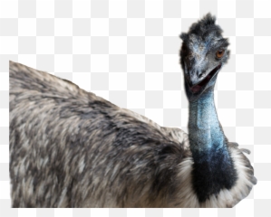 Emu - Transparent Background Png Emoji