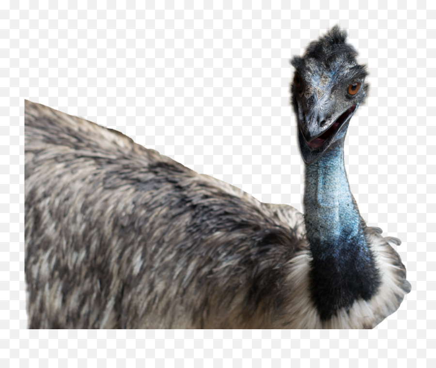 Emu - Transparent Background Emu Png Emoji,Emu Emoji