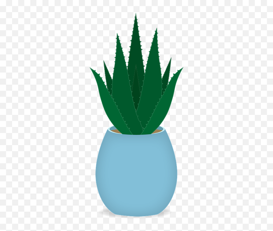 Aloe Vera Plant Pictures And Images - Kitrino Emoji,Bean Sprout Emoji