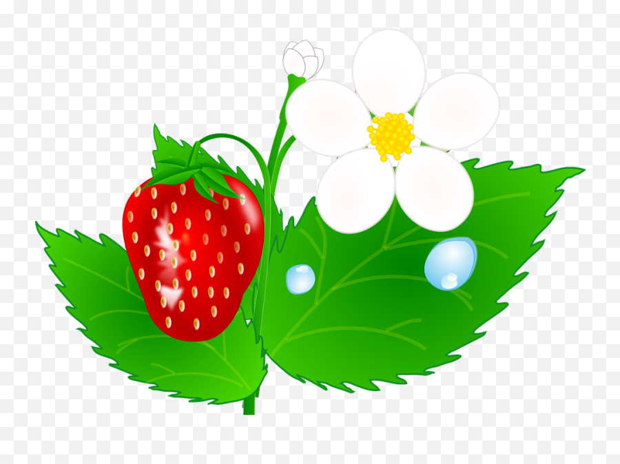 Free Strawberries Strawberry Vectors - Strawberry Plants Clip Art Emoji,Berry Emoji