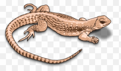 Brown Lizard Vector Image - Lizard Clipart Emoji,Dragon Emoji