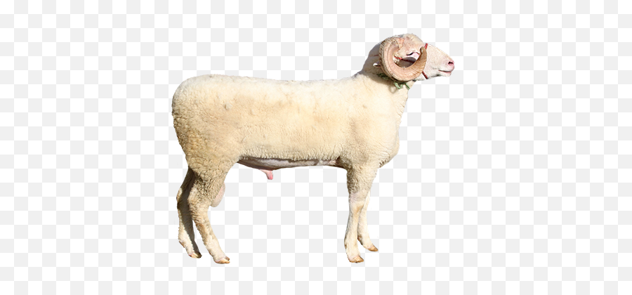 Racp49 Ram Animal Clipart Png Yespress - Sheep Emoji,Ram Emoji