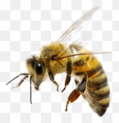 Bee Png And Vectors For Free Download - Transparent Background Emoji
