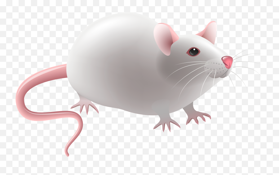 Realistic Clipart Mouse - Mouse Clip Art Png Emoji,Mice Emoji
