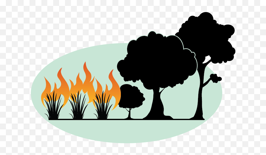 Transparent Seasons Tree Cycle Picture - Grassland On Fire Clipart Emoji,Tree Fire Emoji