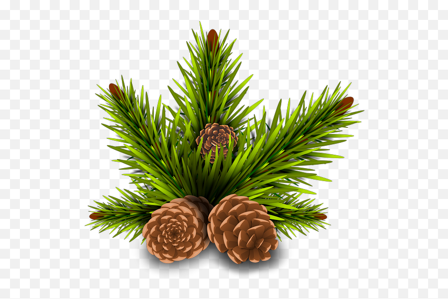 Freetoedit Pinos Brown Green Pinetree Tree Overlay Out - Transparent Background Free Pine Cone Emoji,Pinecone Emoji