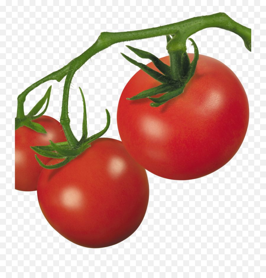 Tomato Plant Clip Art Mehmetcetinsozler - Transparent Background Tomato Plant Transparent Emoji,Tomato Emoji