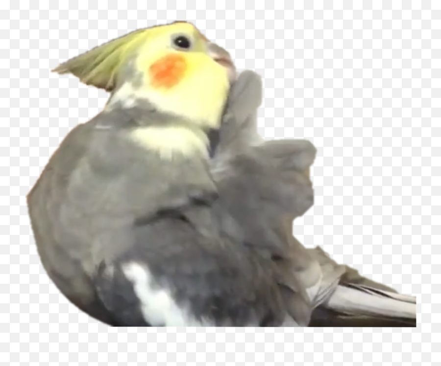 Bird Cockatiel Parrot Cutepets Sticker - Cockatiel Emoji,Parrot Emoji