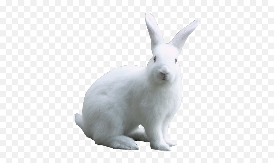 White Easter Bunny Psd Official Psds - White Rabbit No Background Emoji,Easter Bunny Emoji