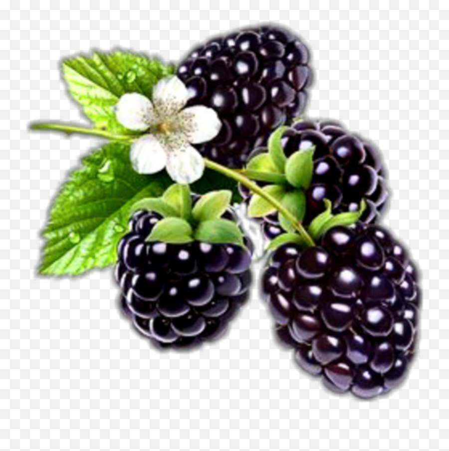 Largest Collection Of Free - Toedit Blackberry Stickers Dessin Mure Fruit Emoji,Blackberry Emoji