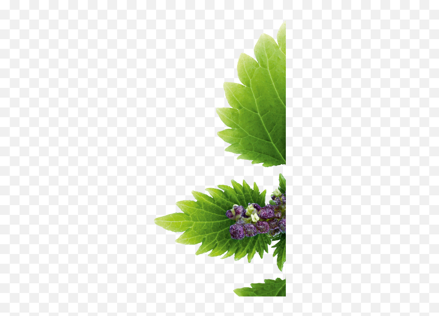 Nettle Png - African Daisy Emoji,Weed Plant Emoji