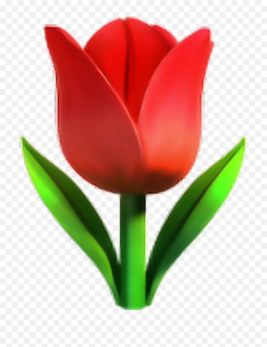 Transparent Background Emoji Flowers Png,Tulip Emoji