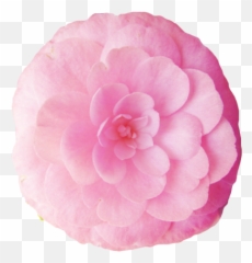 Transparent Flower - Transparent Flowers Emoji,Japanese Emoji Flower