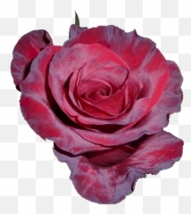 Free Tea Rose Rose Images - Kwiat Rozy Png Emoji,Rose Emoji Iphone