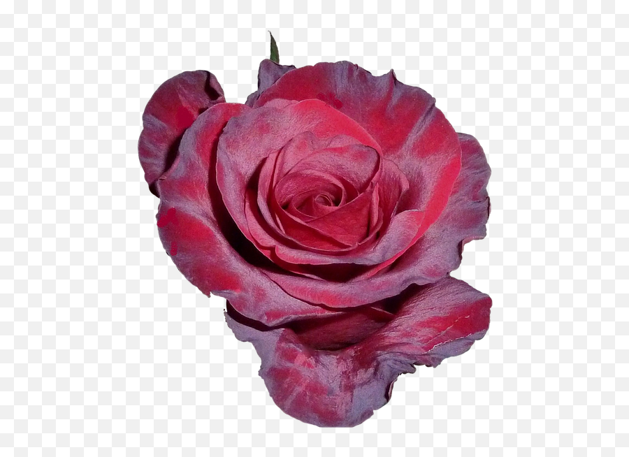 Free Tea Rose Rose Images - Kwiat Rozy Png Emoji,Rose Emoji Iphone