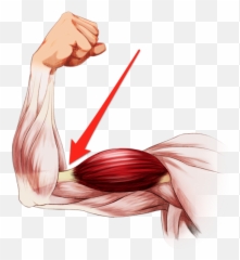 Elbow clipart flexed arm Transparent FREE - Flexing Anatomy Arm Muscles Emoji