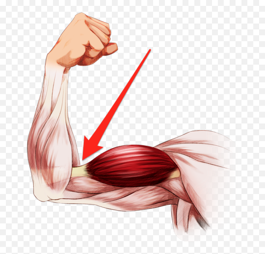 Elbow Clipart Flexed Arm Elbow Flexed Arm Transparent Free - Flexing Anatomy Arm Muscles Emoji,Flex Arm Emoji