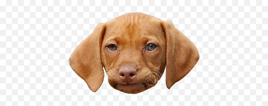 Dog Face Png Funny Face - You Try To Smile Meme Emoji,Dog Face Emoji