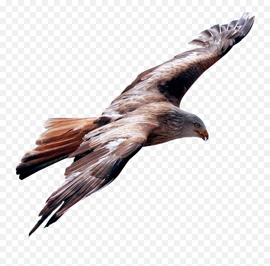 Creati Vida Den Movimiento Guide Eagle Images In Png Format - Flying Eagle With Transparent Background Emoji,Bald Eagle Emoji