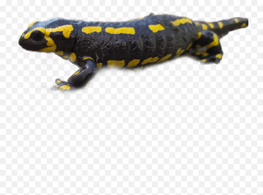 Salamander - Chinese Warty Newt Emoji,Salamander Emoji