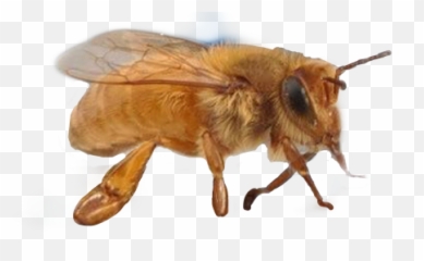Bee Gold Goldbee Bumblebee Bug Bugs - Honeybee Emoji,Bumble Bee Emoji