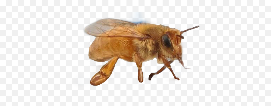Bee Gold Goldbee Bumblebee Bug Bugs - Honeybee Emoji,Bumble Bee Emoji