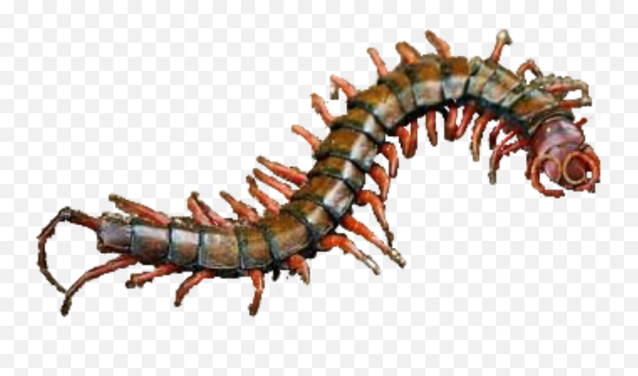 Centipede Ftestickers Freetoedit - Millipedes Emoji,Centipede Emoji