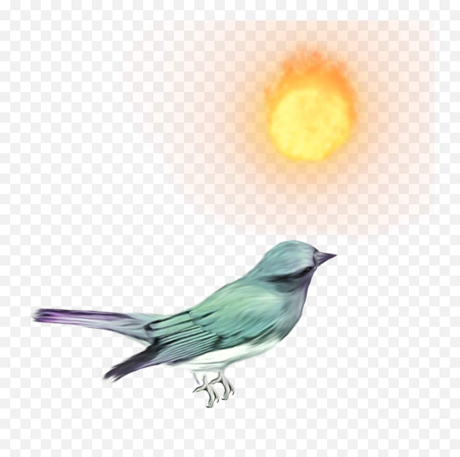 Mq Bird Sun Birds Animals Emoji,Sun Bird Emoji