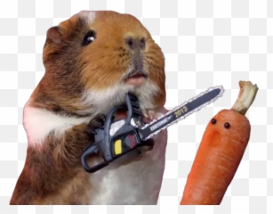 Animalitos 3 Bakau2022u2022 Calaamadaha Dhejiska Ah Ee Loogu - Funny Crazy Guinea Pig Emoji,Guinea Pig Emoji