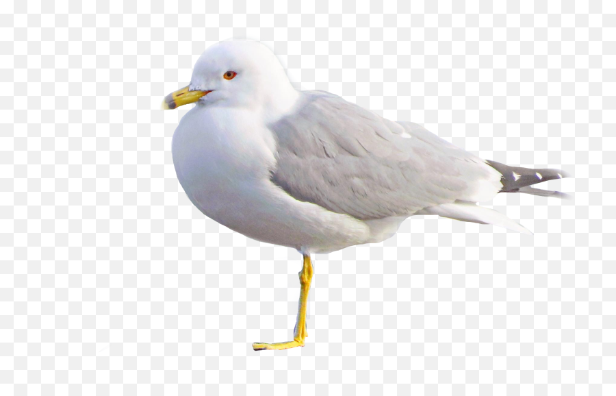 Freetoedit Seagull Bird Nature Wildlife - European Herring Gull Emoji,Seagull Emoji